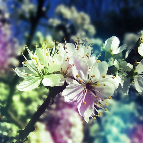 spring wallpaper phone 7