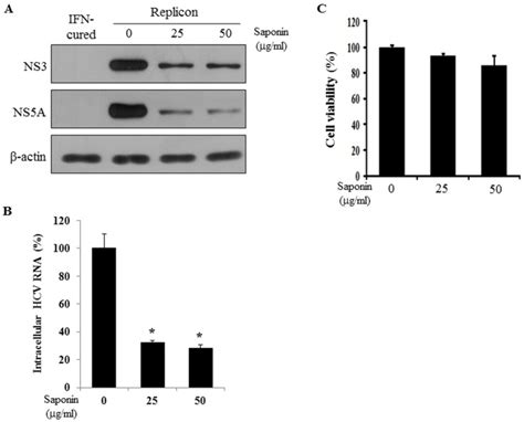 A Hcv Protein Expressions Were Decreased By Saponin Both Ifn Cured