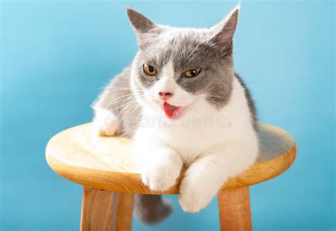 Lovely British Shorthair Cat Looking At The Camera And With The Tongue Out Stock Image Image