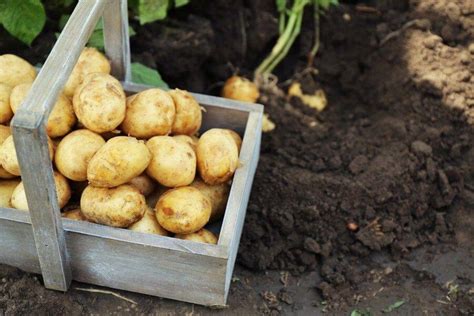 Уникальная технология выращивания картофеля - уДачница