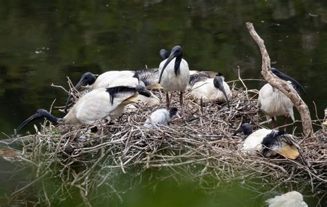 Australian White Ibis breeding colony - wild birds - ZooChat