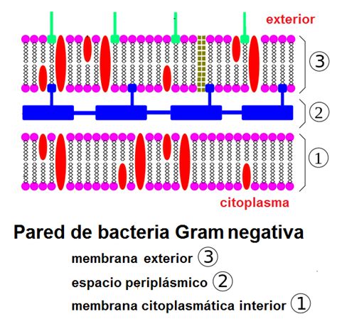 Bacterias Gram negativo Peludets Clínica Veterinaria