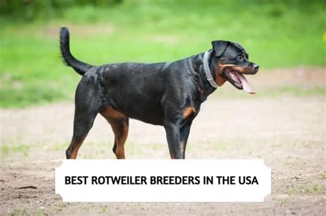 10 Best Rottweiler Breeders in the USA (2025)