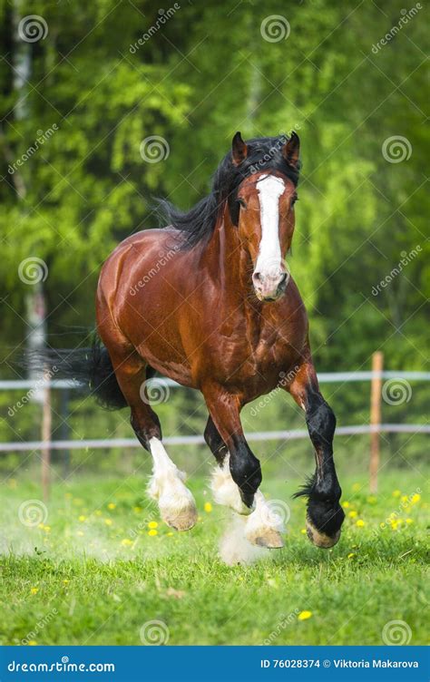 Bay Vladimir Heavy Draft Horse Runs Gallop On The Meadow Stock Photo