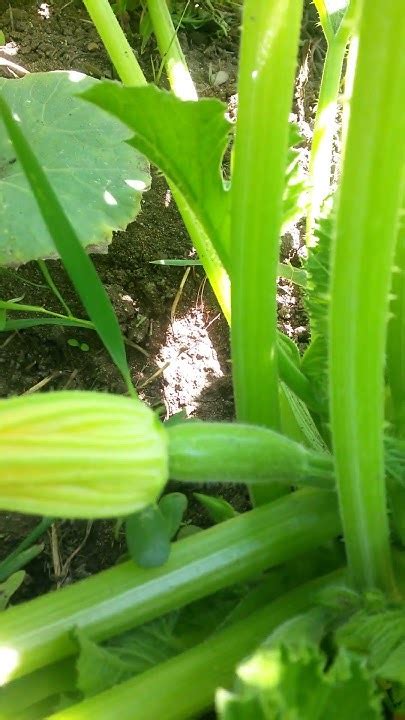 Кабачок сорта Грибовский 37 с плодами 10-го Июля - YouTube