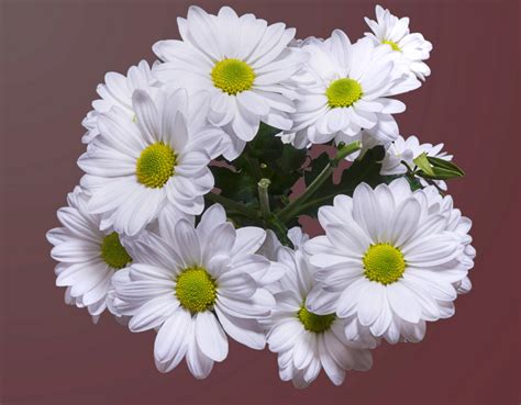 Красивый букет белая хризантема - обои для рабочего стола, картинки, фото