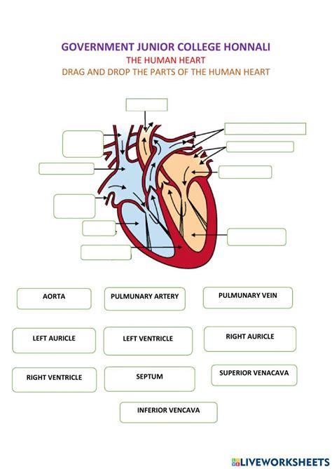 Free The Human Heart Worksheet Download Free The Human Heart Worksheet