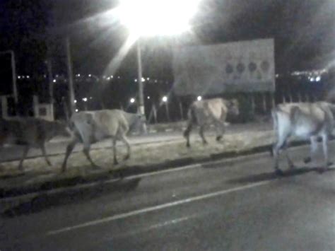 G Bois Soltos Assustam Motoristas Em Avenida Movimentada De Mogi