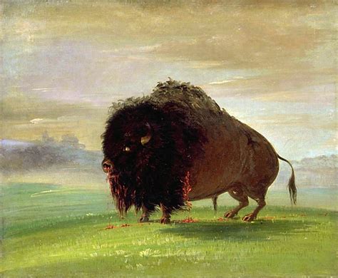 Wounded Buffalo Strewing His Blood Over The Prairies Art In Bulk