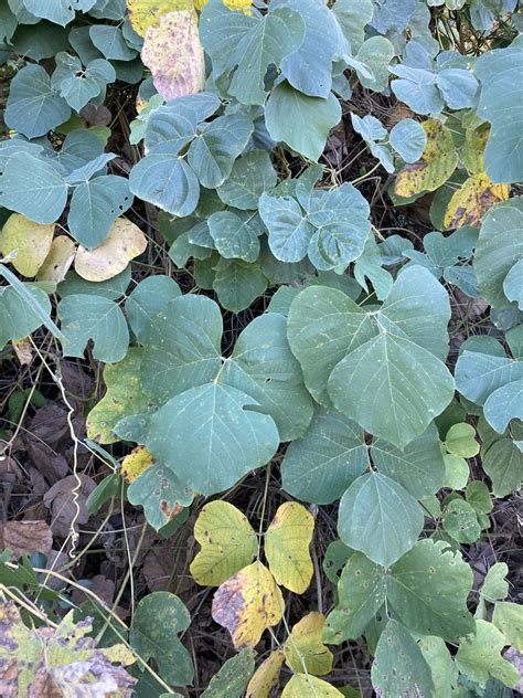 Kudzu From Kenlake State Resort Park Hardin KY US On October 19