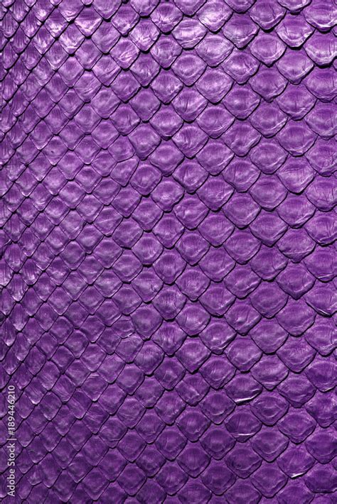snake python skin purpletexture close   background