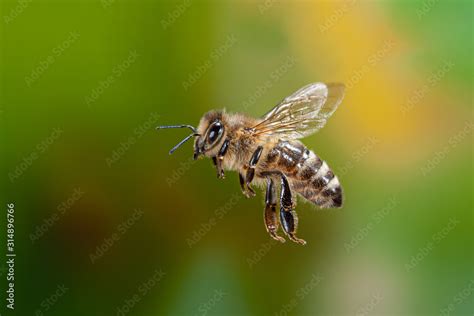 Apis Mellifera Flying Bienenflug Fliegende Honigbiene Apis Mellifera