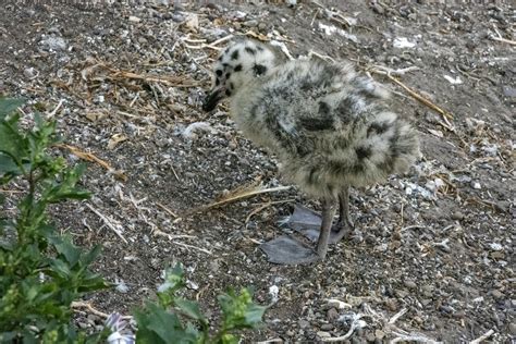 Baby Seagull Free Stock Photo Public Domain Pictures