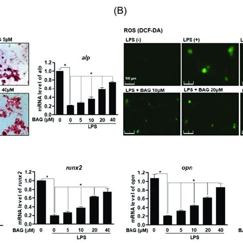 Bag Induces Bone Formation Through Inhibition Of Lps Induced Ros And