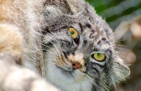 Gatto Di Pallas Caratteristiche Del Gatto Delle Steppe Deabyday