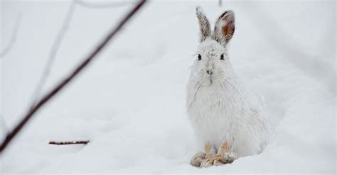 Snowshoe Hare Habitat Shrinks As Winters Grow Milder | Wisconsin Public Radio