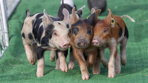 Ocean County Fair 2024 in Berkeley Township: Photos