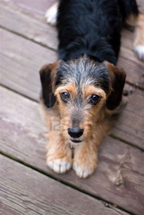 Yorkie Mix Dog Training Home Dog Types