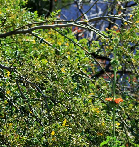 Fine Shrubbery Free Stock Photo - Public Domain Pictures