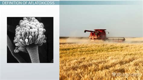 Aflatoxin | Symptoms, Signs & Effects - Lesson | Study.com