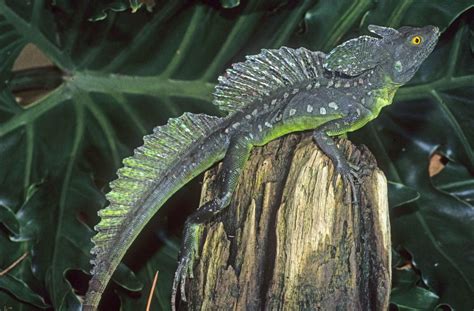 Green Basilisk Basiliscus Plumifrons Male Rhamphotheca