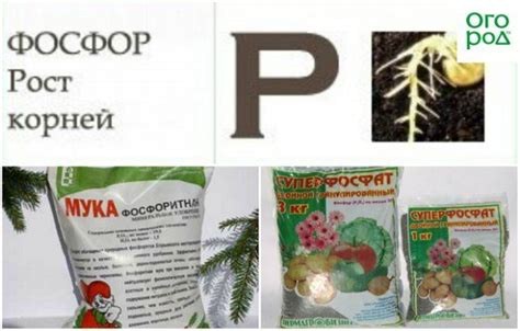 Когда вносить азотные и фосфорные удобрения