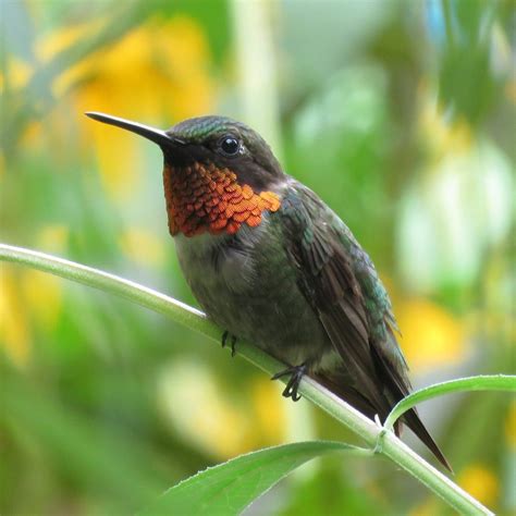 The Ruby Throated Hummingbird Range Doesn T Cover The West Birds And