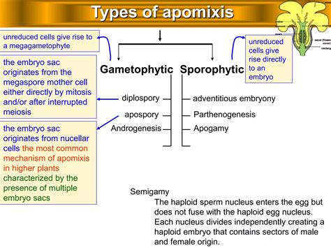 What Is Apomixis And What Is Its Importance 3
