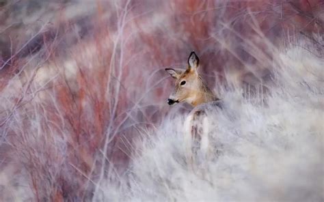 White Tailed Deer Duo Hd Wallpaper