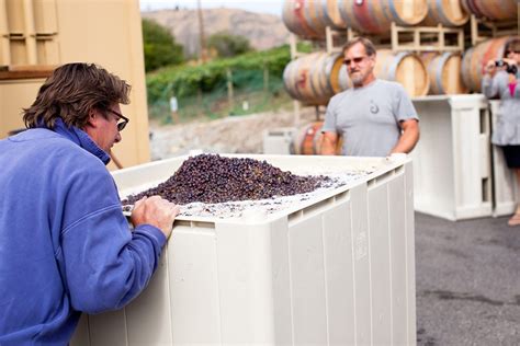 Understanding the Ins & Outs of ‘Wine Harvest’ Season - Lake Chelan ...