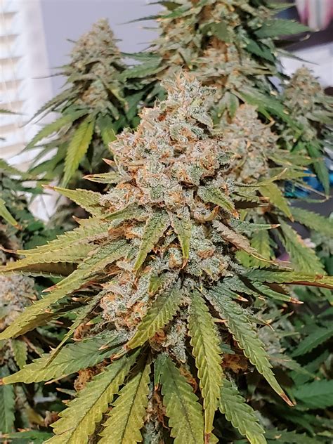 Anesia Seeds Sleepy Joe Grow Diary Journal Week10 By Gusarone