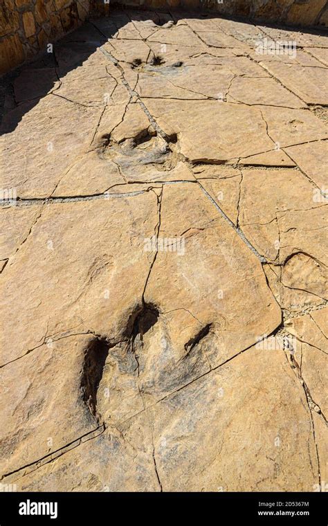 Footprint Of A Hadrosaur Duckbill A Fossilized Dinosaur On Flagstone