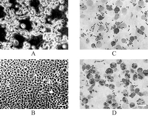 Micrographs Of EPC Cells A And B And Blue Gourami Phagocytes C D