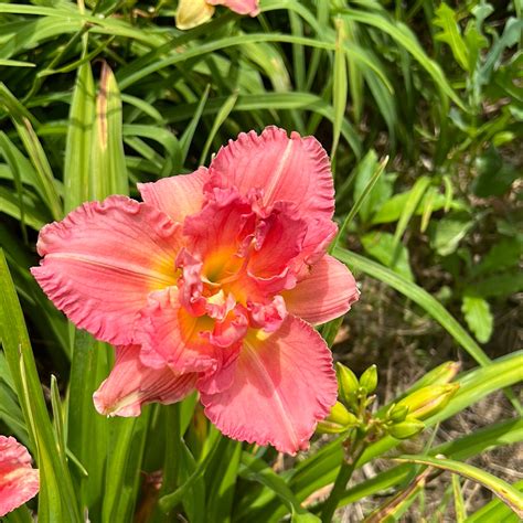 Siloam Olin Frazier, perennial Daylily – Daylilies on the Prairie