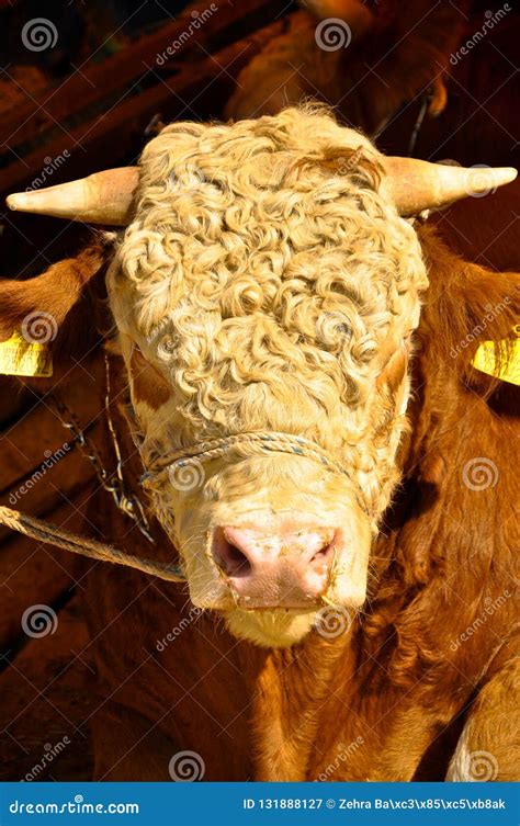 Brown Skinned Cow With Yellow Label Stock Image Image Of Agricultural