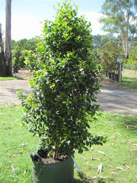 Lilly Pilly (Syzygium) Trees – Logan River Tree Farm