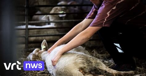 Meer Dan Besmettingshaarden Van Blauwtongvirus In Belgi We