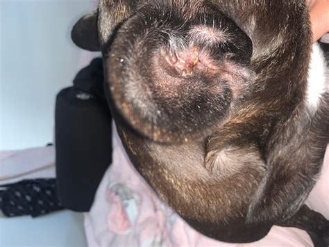 French Bulldog Shaking Head, Scratching Ear: Is an Ear Infection? | Petco