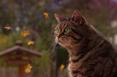 wallpaper kucing 4k dari windows, Wallpaper HD | Wallpaperbetter