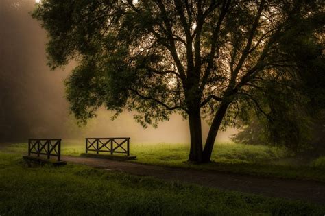 Sunlight Trees Landscape Forest Sunset Night Nature Grass Sky