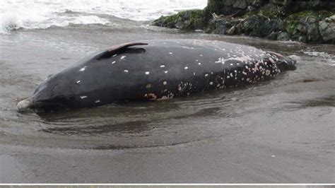 Scientists Discover New Beaked Whale Species Off Japanese Coast