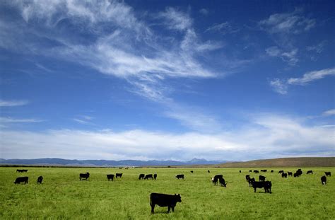 Black Angus Cows Grazing In Pasture By Timothy Hearsum