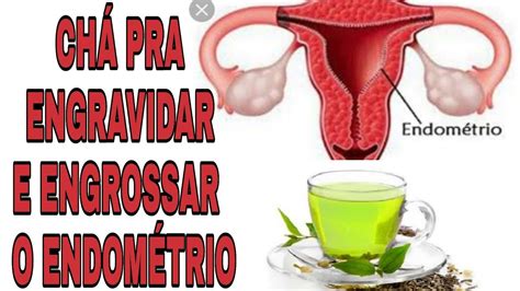 Cha Para Ovular E Engravidar - CHÁ PRA ENGROSSAR O ENDOMETRIO E ESPESSURA IDEAL PRA ENGRAVIDAR ...