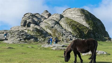 Dartmoor National Park: England's Wildlife Diversity - Metro Wilds