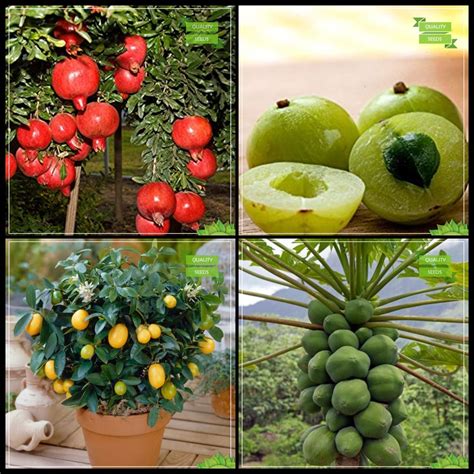 Creative Farmer All Season Seeds Combo Fruit Pomagranate Dwarf Indian Gooseberry Citrus