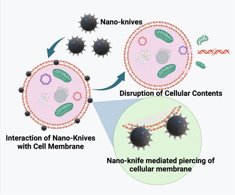 Mechanism of nano-knife mediated killing of cells | Download Scientific