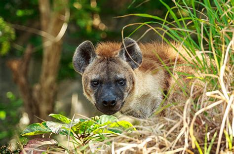 170 Angry Hyena Stock Photos Pictures And Royalty Free Images Istock