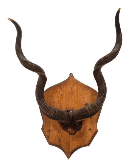 Antlers/Horns: A Set of Cape Greater Kudu Horns (Strepsiceros...