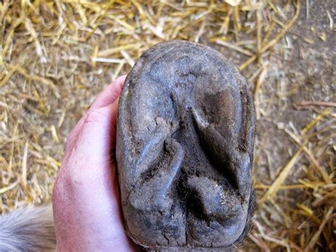 The Dancing Donkey Donkey Feet Emma