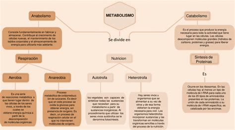 Top 60 Imagen Metabolismo Mapa Mental Viaterra Mx Reverasite